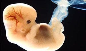 Chinese scientists genetically modify human embryos, sparking ethical debate
