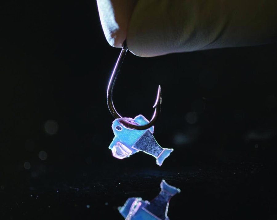 With the aid of a hook, researchers at Harvard University examine the prosthesis of the bionic fish in hope to better understand the human heart. “The results highlight the role of feedback mechanisms in muscular pumps such as the heart,” Kit Parker, senior author, according to Harvard University said. Photo by Michael Rosnach, Keel Yong Lee, Sung-Jin Park, and Kit Parker. Used with permission from Leah Burrows.
