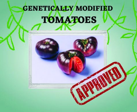 USDA approves genetically modified purple tomatoes