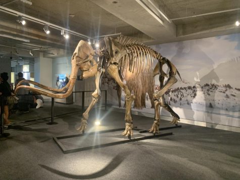 The temporary “Mammoths: Ice Age Giants” exhibition at the Phillip & Patricia Frost Museum of Science displays a 10-foot-tall mammoth skeleton, as well as other interesting things regarding the creature. The woolly mammoths roamed Earth during the Ice Age until they became extinct due to climate change. Photo by Cassie Glomann